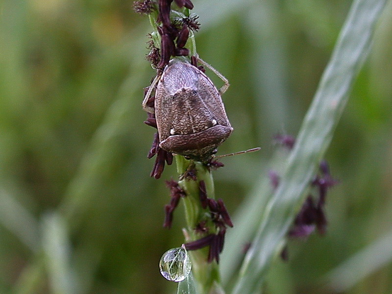 Cimice corsa: Eysarcoris ventralis